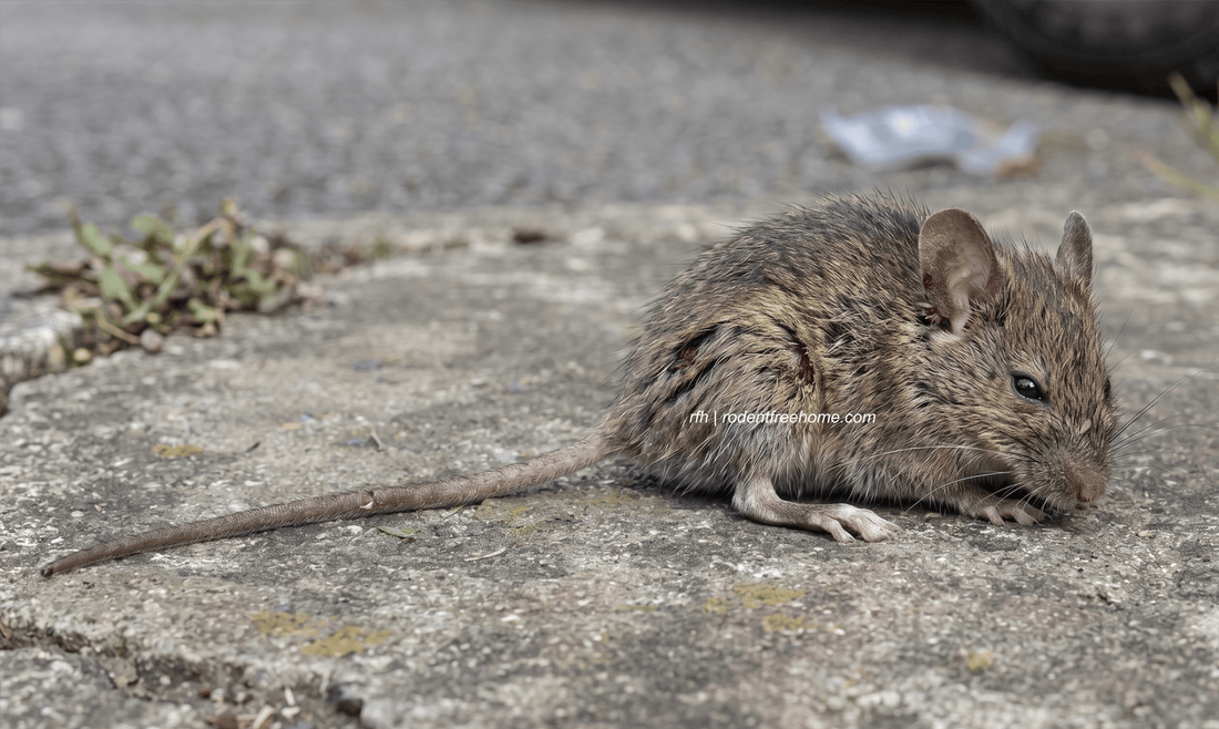 Finding Alive Hurt Rodent on Your Property - RFH | rodentfreehome