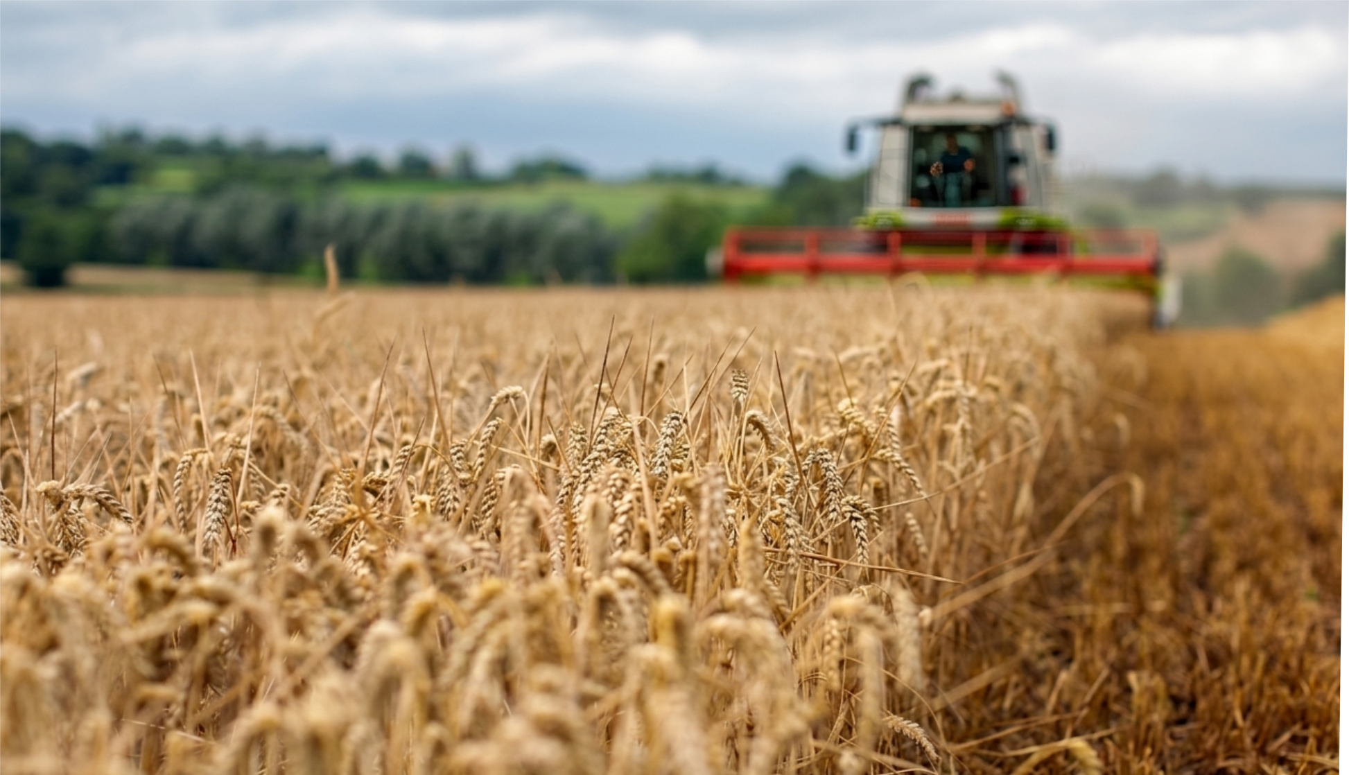 Support British farming by buying grain directly to ensure food security, protect rural jobs, and invest in sustainable, high-quality local produce for a stronger agricultural future.