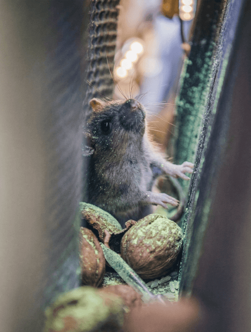 Magic Dust™ - Rodent Tracking Powder - Tracking Powder - RFH | rodentfreehome