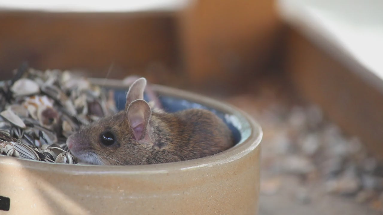 Protect your home while respecting nature. Choose humane, non-toxic pest control to keep families and pets safe from harsh chemicals. By using repellents and live traps, you solve the problem effectively without harming the local ecosystem.